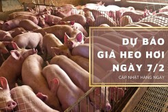 Dự báo giá heo hơi ngày 7/2: Thị trường sẽ có biến động nhẹ?