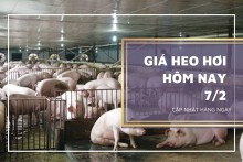 Giá heo hơi hôm nay 7/2: Lặng sóng trên cả nước