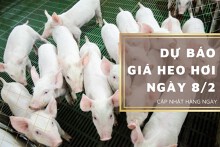 Dự báo giá heo hơi ngày 8/2: Duy trì đi ngang ở tất cả tỉnh, thành?