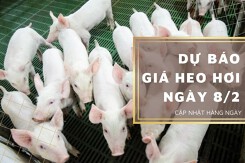Dự báo giá heo hơi ngày 8/2: Duy trì đi ngang ở tất cả tỉnh, thành?