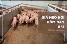 Giá heo hơi hôm nay 8/2: Tiếp tục ổn định, mức giao dịch cao nhất 54.000 đồng/kg