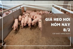 Giá heo hơi hôm nay 8/2: Tiếp tục ổn định, mức giao dịch cao nhất 54.000 đồng/kg