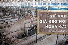 Dự báo giá heo hơi ngày 9/2: Xu hướng đi ngang sẽ tiếp tục kéo dài?