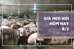Giá heo hơi hôm nay 9/2: Biến động trái chiều từ 1.000 đồng/kg đến 2.000 đồng/kg