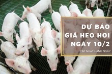 Dự báo giá heo hơi ngày 10/2: Nhiều địa phương tiếp tục điều chỉnh trái chiều?