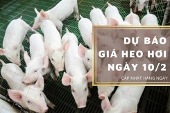 Dự báo giá heo hơi ngày 10/2: Nhiều địa phương tiếp tục điều chỉnh trái chiều?