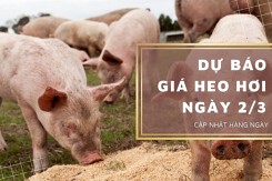 Dự báo giá heo hơi ngày 2/3: Thị trường duy trì xu hướng giảm?