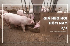Giá heo hơi hôm nay 2/3: Giảm rải rác 1.000 đồng/kg ở một vài địa phương