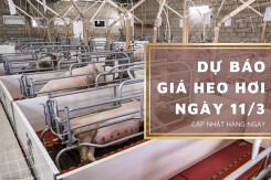 Dự báo giá heo hơi ngày 11/3: Một vài địa phương tiếp đà đi xuống?