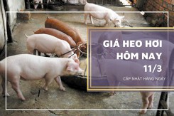 Giá heo hơi hôm nay 11/3: Thị trường ổn định, thấp nhất 46.000 đồng/kg