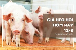 Giá heo hơi hôm nay 12/3: Xu hướng giảm sẽ kéo dài trong tuần tới?