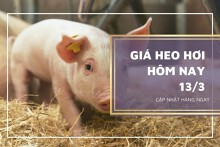 Giá heo hơi hôm nay 13/3: Dao động từ 46.000 đồng/kg đến 52.000 đồng/kg