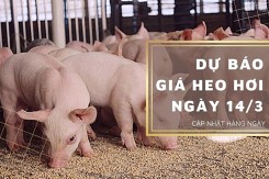 Dự báo giá heo hơi ngày 14/3: Xu hướng giảm quay trở lại?