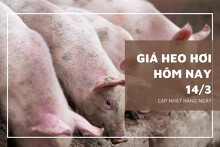 Giá heo hơi hôm nay 14/3: Giảm rải rác ở một số địa phương