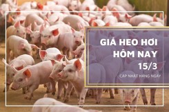 Giá heo hơi hôm nay 15/3: Ổn định trên cả nước, cao nhất 52.000 đồng/kg