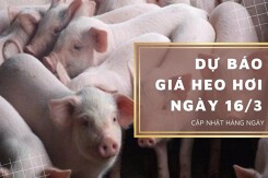 Dự báo giá heo hơi ngày 16/3: Giảm ở nhiều địa phương?