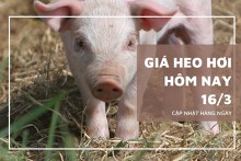 Giá heo hơi hôm nay 16/3: Dao động trong khoảng 46.000 đồng/kg đến 52.000 đồng/kg