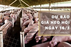 Dự báo giá heo hơi ngày 17/3: Các tỉnh thành tiếp tục đứng yên?