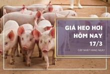 Giá heo hơi hôm nay 17/3: Ghi nhận giảm tại nhiều địa phương
