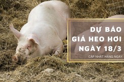 Dự báo giá heo hơi ngày 18/3: Tiếp đà giảm tại nhiều địa phương?