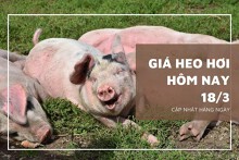 Giá heo hơi hôm nay 18/3: Ghi nhận mức tăng cao nhất 3.000 đồng/kg