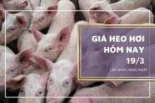 Giá heo hơi hôm nay 19/3: Xu hướng giảm vẫn tiếp tục?