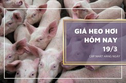 Giá heo hơi hôm nay 19/3: Xu hướng giảm vẫn tiếp tục?
