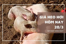 Giá heo hơi hôm nay 20/3: Ổn định từ 47.000 đồng/kg đến 51.000 đồng/kg
