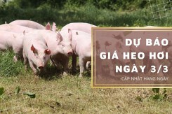 Dự báo giá heo hơi ngày 3/3: Đà giảm không có dấu hiệu dừng lại?