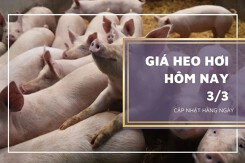 Giá heo hơi hôm nay 3/3: Dao động từ 47.000 đồng/kg đến 52.000 đồng/kg