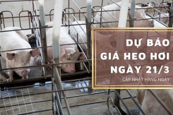 Dự báo giá heo hơi ngày 21/3: Xu hướng giảm vẫn kéo dài?