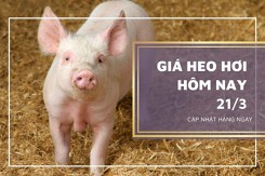Giá heo hơi hôm nay 21/3: Biến động trái chiều 1.000 đồng/kg
