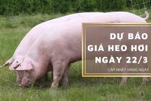 Dự báo giá heo hơi ngày 22/3: Nhiều địa phương điều chỉnh giảm?