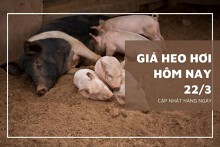 Giá heo hơi hôm nay 22/3: Ổn định trong khoảng 47.000 đồng/kg đến 51.000 đồng/kg