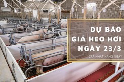 Dự báo giá heo hơi ngày 23/3: Một số địa phương vẫn duy trì đà giảm?