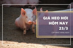 Giá heo hơi hôm nay 23/3: Tăng từ 1.000 đồng/kg đến 3.000 đồng/kg