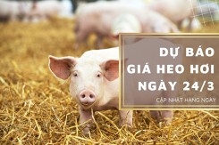 Dự báo giá heo hơi ngày 24/3: Quay đầu giảm tại nhiều tỉnh, thành?