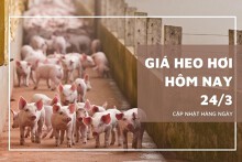Giá heo hơi hôm nay 24/3: Trong khoảng 48.000 đồng/kg đến 52.000 đồng/kg
