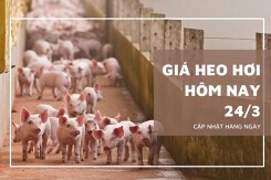 Giá heo hơi hôm nay 24/3: Trong khoảng 48.000 đồng/kg đến 52.000 đồng/kg
