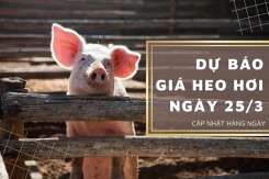 Dự báo giá heo hơi ngày 25/3: Xu hướng giảm vẫn tiếp diễn?