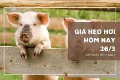 Giá heo hơi hôm nay 26/3: Thị trường sẽ biến động nhẹ trong tuần tới?