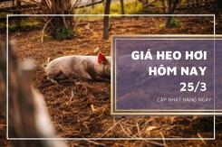 Giá heo hơi hôm nay 25/3: Biến động trái chiều từ 1.000 đồng/kg đến 2.000 đồng/kg