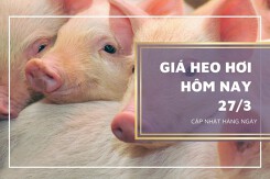 Giá heo hơi hôm nay 27/3: Lặng sóng ngày đầu tuần