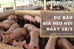 Dự báo giá heo hơi ngày 28/3: Các tỉnh, thành điều chỉnh giảm?