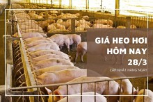 Giá heo hơi hôm nay 28/3: Tăng giảm không đồng nhất 1.000 đồng/kg