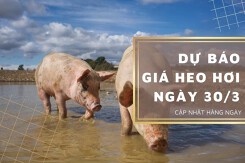 Dự báo giá heo hơi ngày 30/3: Ghi nhận giảm ở nhiều địa phương?