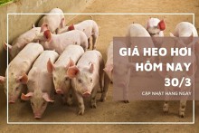 Giá heo hơi hôm nay 30/3: Ổn định, mức cao nhất 52.000 đồng/kg