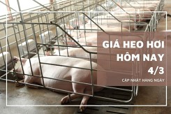 Giá heo hơi hôm nay 4/3: Giảm nhẹ tại một số địa phương