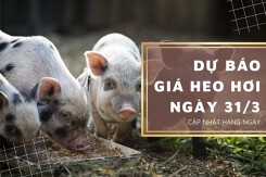 Dự báo giá heo hơi ngày 31/3: Ba miền duy trì sự ổn định?