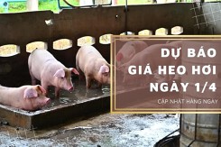 Dự báo giá heo hơi ngày 1/4: Tiếp đà đi ngang tại các tỉnh, thành?